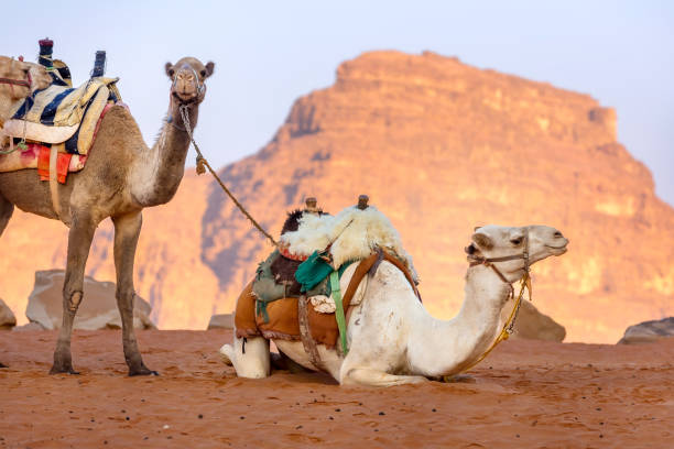 cammelli nel deserto wadi rum, giordania - camel desert travel safari foto e immagini stock