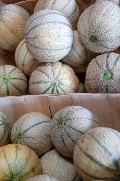 istock Charentais melons for sale 1453766896
