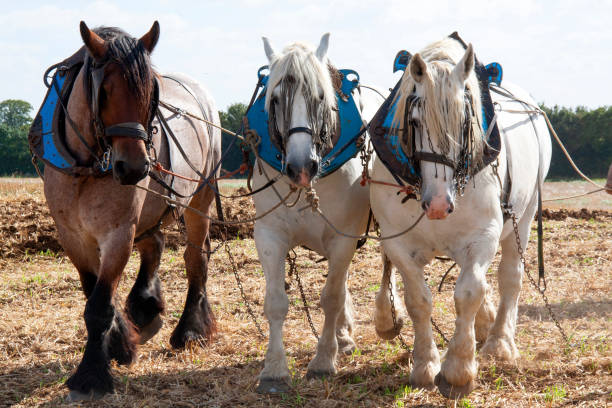 istock Percheron horses harnessed for ploughing 1453767499
