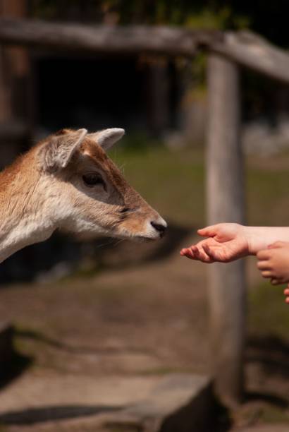 istock Vertical shot of a baby deer from aside on a blurry background 1453767891