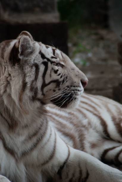 istock Vertical shot of a white Bengal tiger lying on the ground with a blurry background 1453768232
