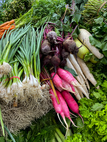 Stock photo showing close-up view of a group of fresh, Lollo Bionda (pale green) leaf lettuces (Lactuca sativa var. crispa), blush and white Daikon (Raphanus sativus var. Longipinnatus), beetroot (Beta vulgaris), spring onions (Allium fistulosum), being sold at an outdoor fruit and vegetable market.