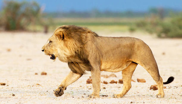 istock Magical Chobe ,Botswana wildlife  Pictures 1453768389