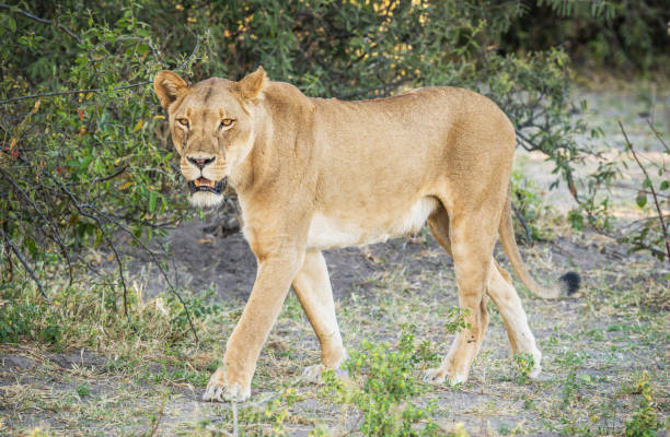 istock Magical Chobe ,Botswana wildlife  Pictures 1453769175