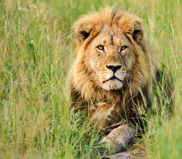 istock Magical Chobe ,Botswana wildlife  Pictures 1453769227