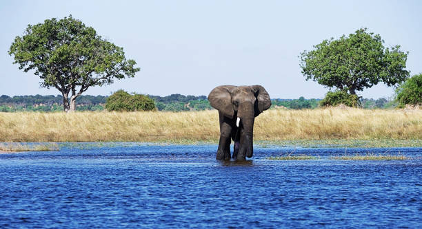 istock Magical Chobe ,Botswana wildlife  Pictures 1453769229