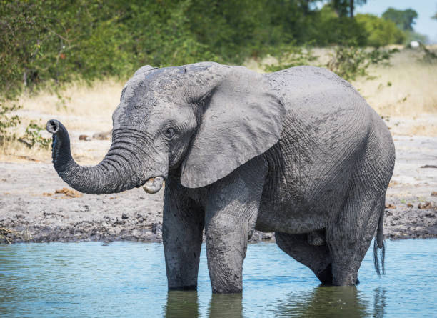 istock Magical Chobe ,Botswana wildlife  Pictures 1453769314