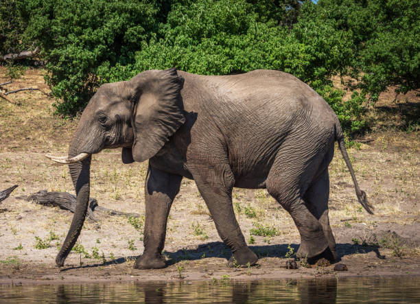 istock Magical Chobe ,Botswana wildlife  Pictures 1453770294