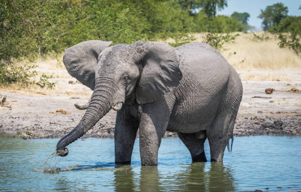 istock Magical Chobe ,Botswana wildlife  Pictures 1453770303