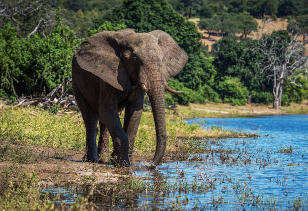 istock Magical Chobe ,Botswana wildlife  Pictures 1453770329