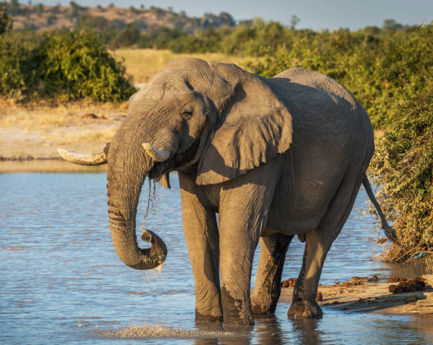 istock Magical Chobe ,Botswana wildlife  Pictures 1453770355