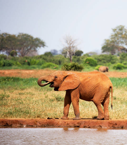 istock Magical Chobe ,Botswana wildlife  Pictures 1453770384