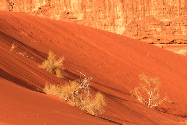 istock Dry plants, orange desert sand, Wadi Rum, Jordan 1453771599