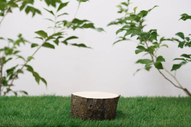 istock empty wooden podium texture on grass with tree branch fresh green leaf white space background.organic healthy natural product pedestal platform promotion show display,spring banner concept design. 1453772132