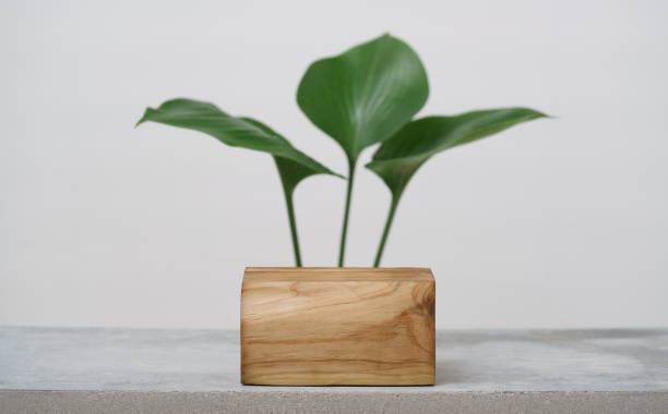 istock empty wooden podium texture on cement tabletop with fresh green leaf white space background.organic healthy natural product pedestal platform promotion show display,spring banner concept design. 1453772144