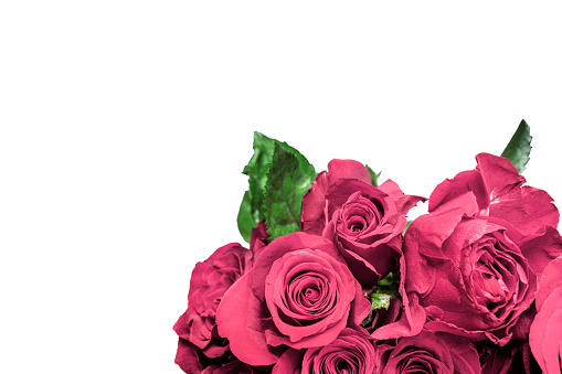 Red roses isolated over white background