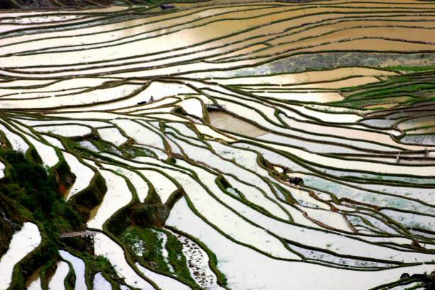 istock Terraced fields and plowmen of the Hani Tribe 1453772261