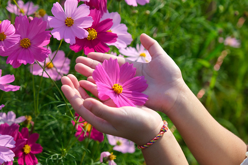Beautiful pink cosmos flower in hand with green garden background. Cosmos flowers in nature.
