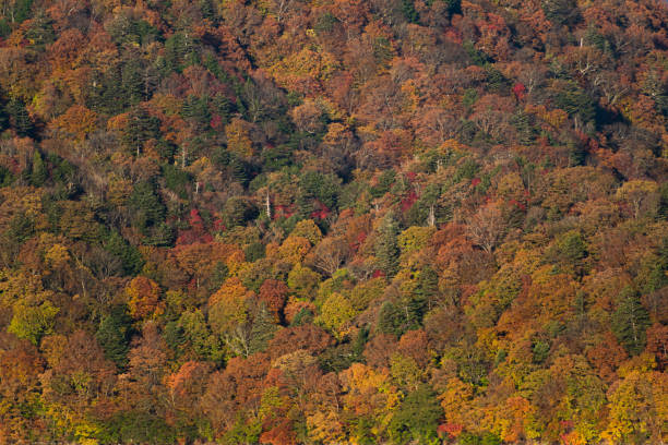istock Autumn trees in Japan 1453773288