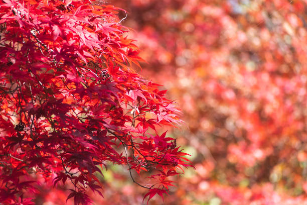 istock Colourful Autumn leaves in Nikko, Japan 1453773388