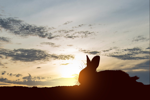 Silhouette of rabbit on the field with a sunset sky background. Happy Chinese New Year. Chinese New Year of Rabbit