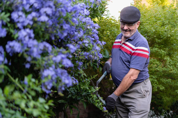 istock Senior gray hair man smiling while using hedge shears while doing maintenance in his garden. 1453775684
