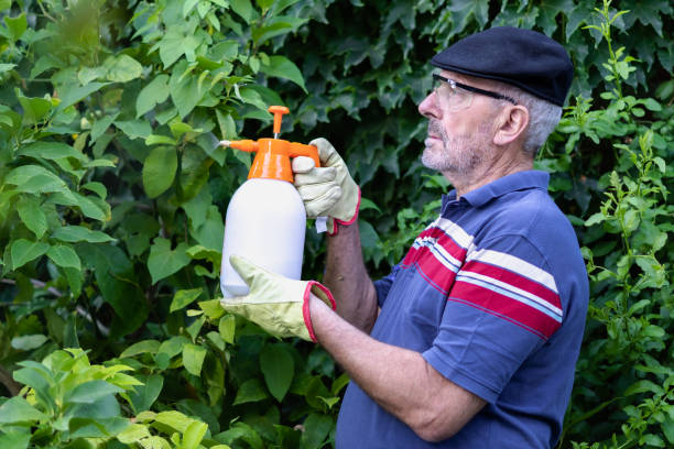 Mature man holding bottle of sprayer for fertilizing his plants stock photo