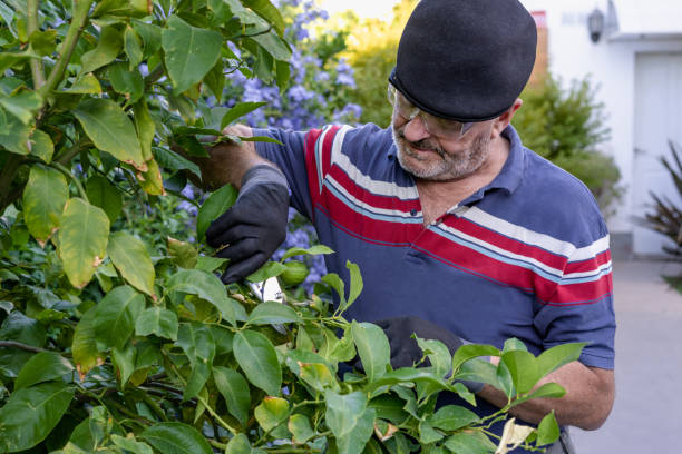 istock Senior Caucasian man wearing beret pruning lemon tree in his garden 1453776361