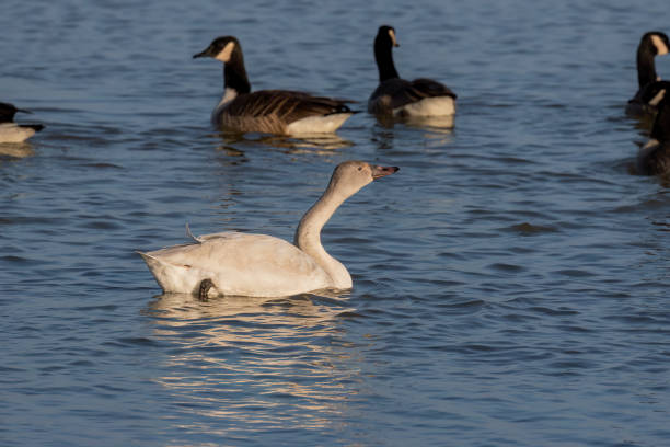 The tundra swan young bird on the lake Michigan. This is a small swan.