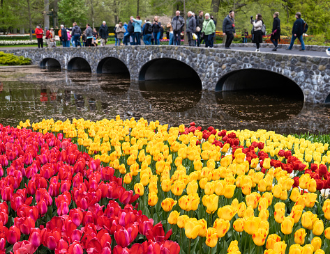 Keukenhof, Netherlands - April 25, 2022: Colorful blooming tulips in the park Keukenhof in the Netherlands