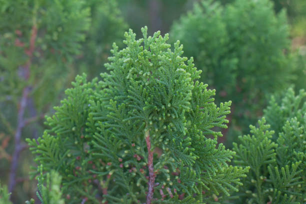 istock Oriental Arbor-Vitae or Platycladus orientalis leaf for background. 1453781293