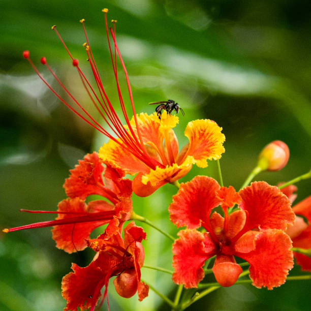 Bee, polen, honey, pollination, flower, leaves