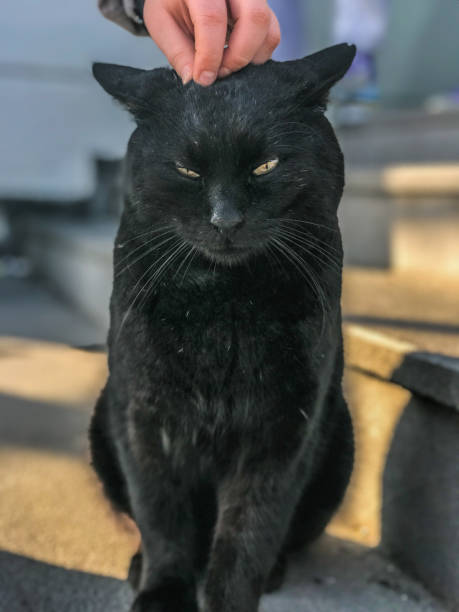 istock black tabby cat and loving boy 1453781662