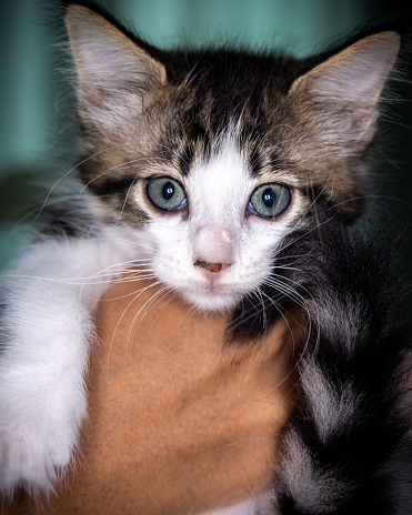 Cute little kitten sitting on the palm of a woman. isolated on dark background. Newborn baby cat on female hand. Kitten on a palm of a hand. Very little kitten with adorable eyes in female hand