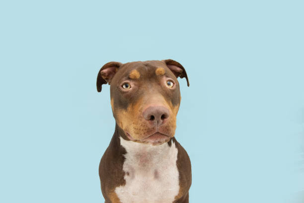 istock Portrait mixed-breed american bully dog looking at camera with serious expression face. Isolated on blue pastel background 1453782991