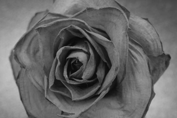 istock dry rose in black and white 1453783076
