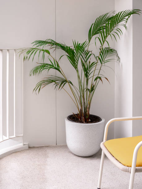 istock The big white terrazzo stone pot with small tropical palm tree decoration on the white terrace with iron fence near the empty yellow chair with nobody, vertical style. 1453783129
