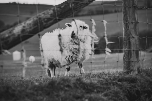A sheep, taken in Black & White, on the Long Mynd in Shropshire