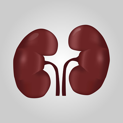Kidney of human . Urological system . Realistic design . Isolated . Vector illustration .