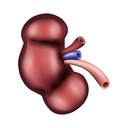 Kidney of human . Urological system . Realistic design . Isolated . Vector illustration .