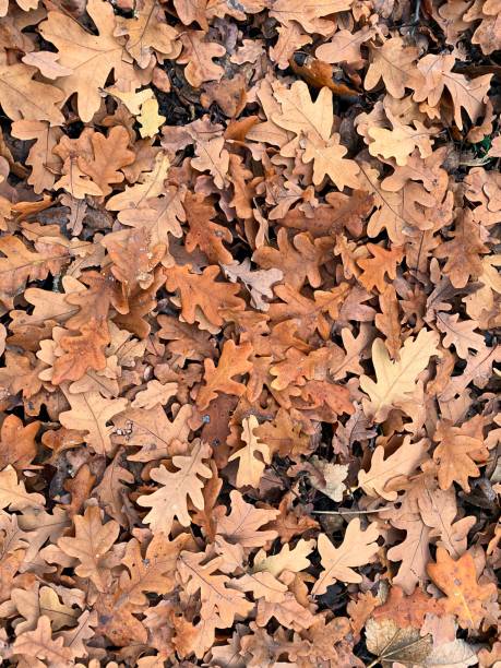 istock autumn leaves on the ground 1453785071