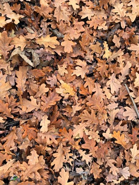 istock autumn leaves on the ground 1453785126