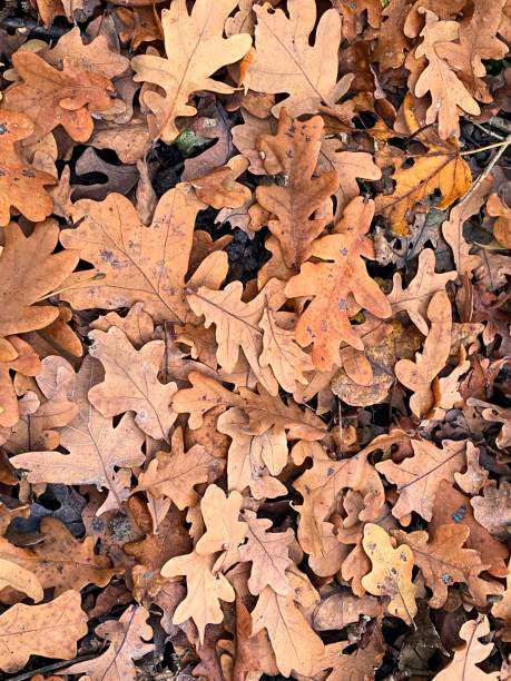 istock autumn leaves on the ground 1453785139