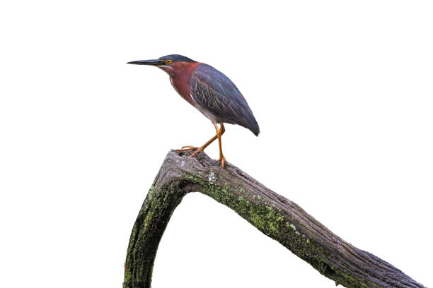 istock Green Heron Stands on a Log 1453785589
