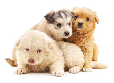 Three cute puppies isolated on a white background.