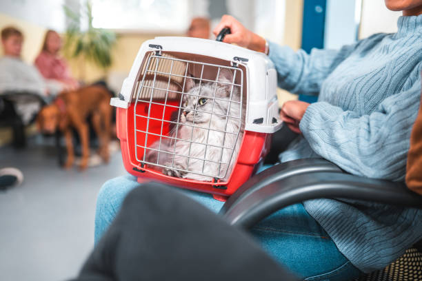 propriétaire de chat femelle attendant chez le vétérinaire - panier de voyage photos et images de collection