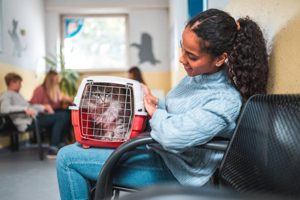 istock Female Holding A Cat In A Cage At The Veterinary 1453786517