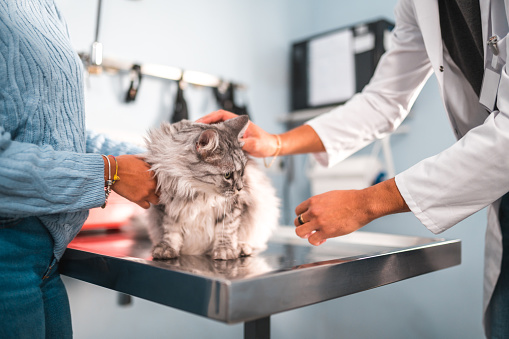 Mid adult Hispanic male veterinarian examining a cat. He is talking and discussing with a young female pet owner.