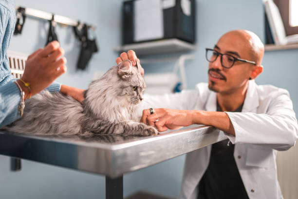 istock Beautiful Cat At The Veterinarian 1453786546