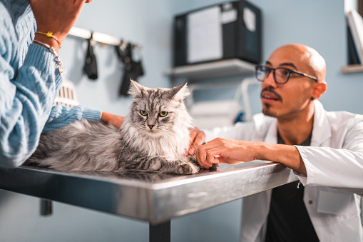 Mid adult Latin American male vet and a female pet owner discussing at the vet's office. They are indoors in a domestic animals clinic. There is a cat on the examination table.